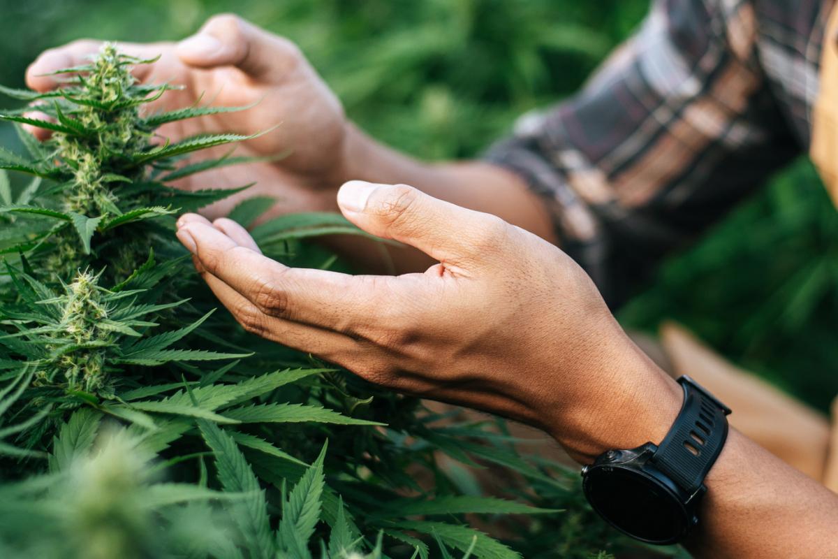 Cannabis Manitoba