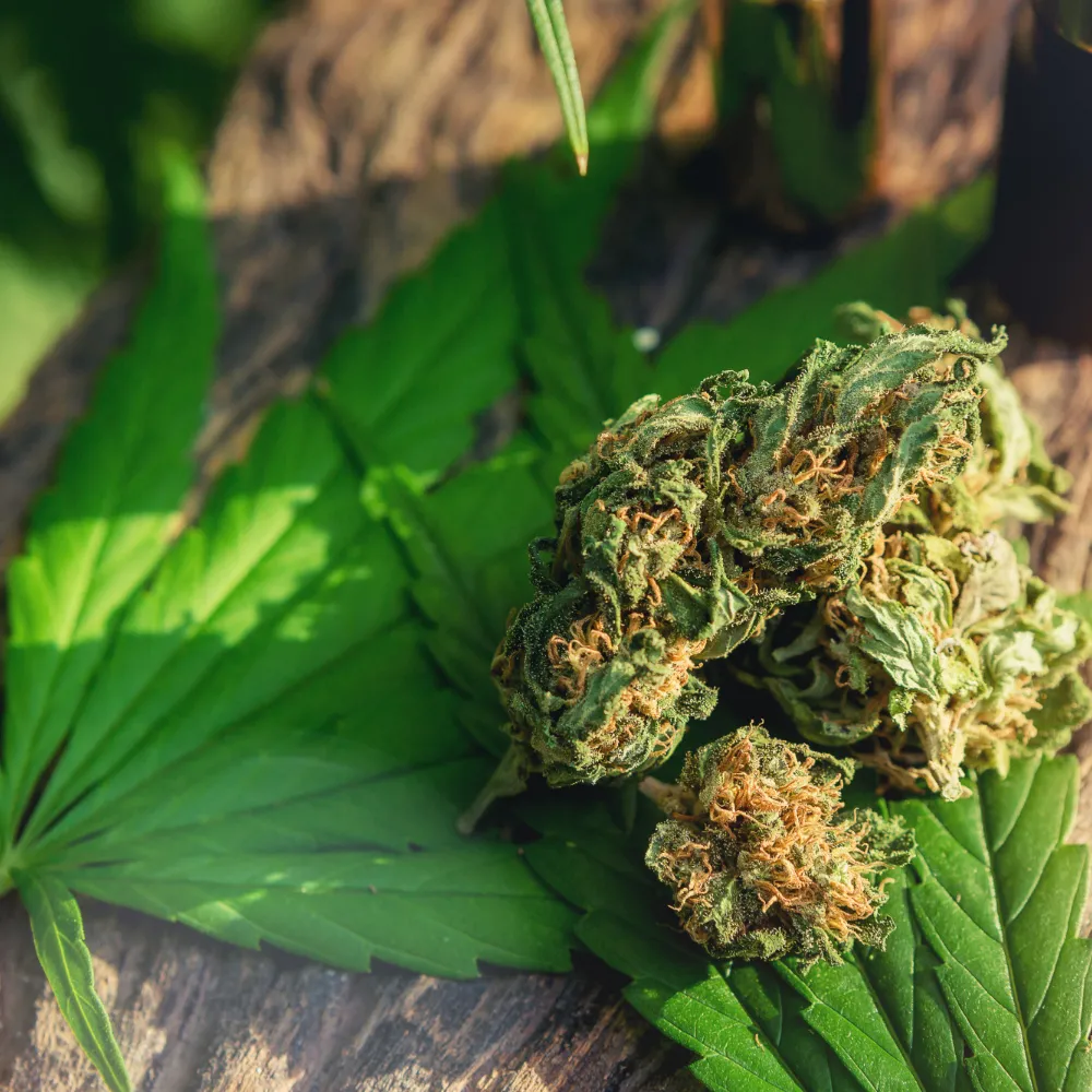Cannabis Manitoba