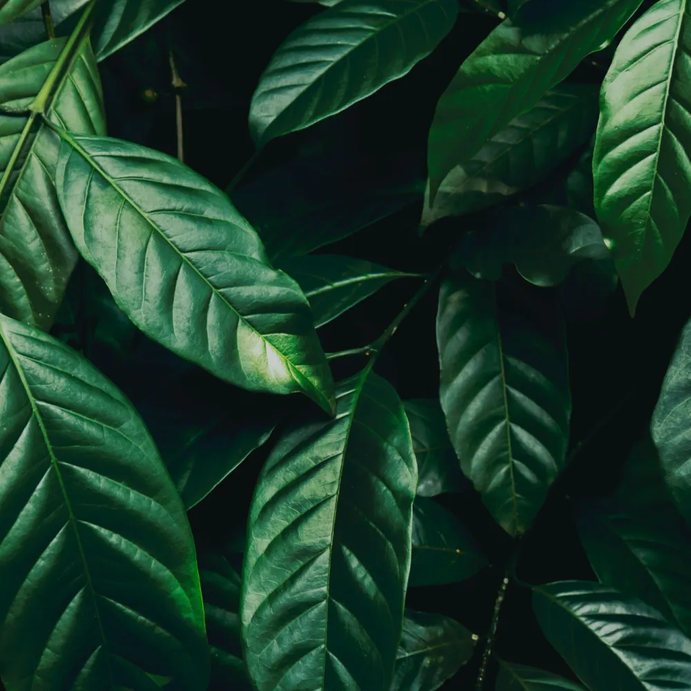 leaves